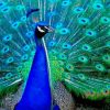 Peafowl Bird painting by numbers