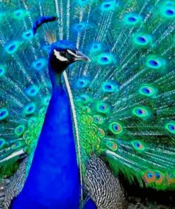 Peafowl Bird painting by numbers