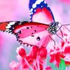 Pink Butterfly With Black Wings paint by numbers