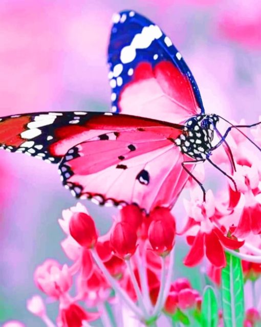 Pink Butterfly With Black Wings paint by numbers