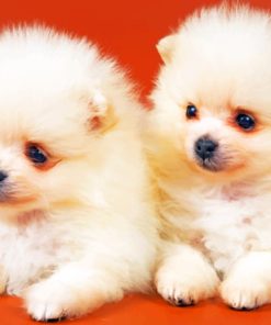 Pomeranian Puppies painting by numbers