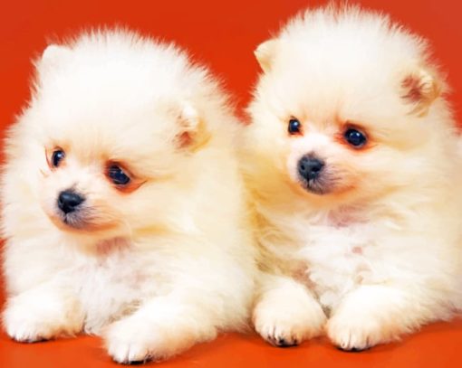 Pomeranian Puppies painting by numbers