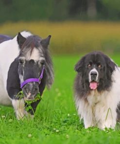Pony And Dog On The Grass paint by numbers