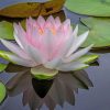 Pristine Water Lily painting by numbers