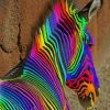 Rainbow Zebra paint by numbers