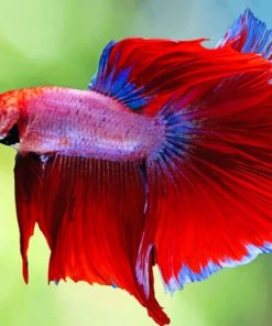 Red Betta Fish paint by numbers