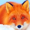 Red Fox Lying In Snow painting by numbers