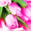 Pink Tulips painting by numbers