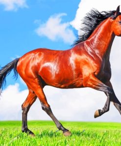 Running Horse painting by numbers
