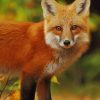 Orange Fox painting by numbers