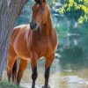 Brown Horse Standing In The River painting by numbers