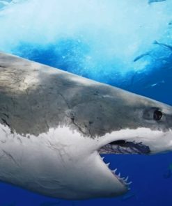 Shark In The Baltic Sea painting by numbers