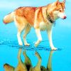 Siberian Brown Husky paint by numbers