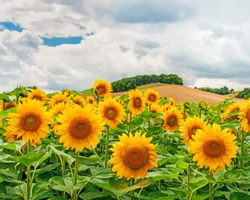 Cloudy Sky And Sun Flowers paint by numbers