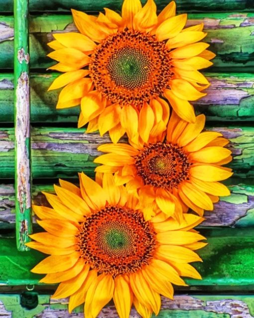 sunflowers paint by numbers