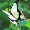 White Butterfly With Black Wings paint by numbers