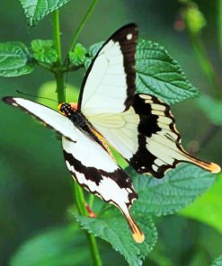 White Butterfly With Black Wings paint by numbers