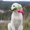 White Dog Holding Pink Tulips paint by numbers