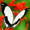 White And Black Butterfly paint by numbers