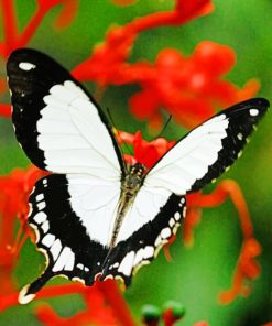 White And Black Butterfly paint by numbers