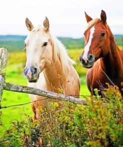 White And Brown Horses paint by numbers