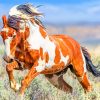 White And Brown Wild Horse paint by numbers