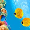 Yellow Fishes In Ocean painting by numbers