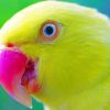 Yellow Parrot painting by numbers