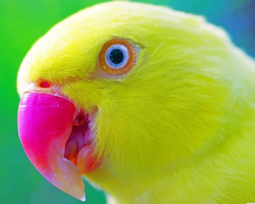 Yellow Parrot painting by numbers