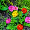 Colorful Zinnia Flowers paint by numbers