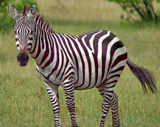 African Zebra paint by numbers