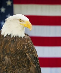 Eagle And American Flag paint by numbers
