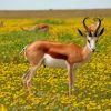 Gazelle In A Flower Field paint by numbers