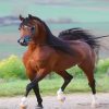 Arabian Horse painting by numbers