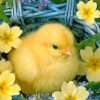 Baby Chick In Spring painting by numbers