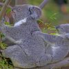 Koala Bears Eating Leaves paint by numbers