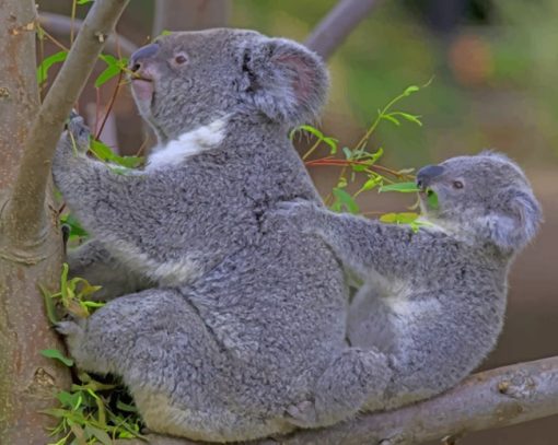 Koala Bears Eating Leaves paint by numbers