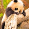 Baby Panda On Tree paint by numbers