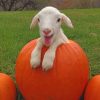 Baby Sheep And Pumpkins painting by numbers