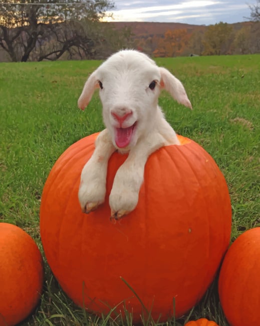 Baby Sheep And Pumpkins painting by numbers