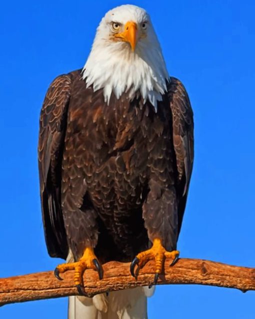 Bald Eagle painting by numbers
