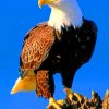 Bald Eagle painting by numbers