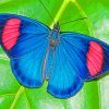 Batesia Hypochlora Butterfly paint by numbers