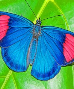 Batesia Hypochlora Butterfly paint by numbers