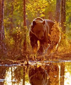 Bear Reflection painting by numbers