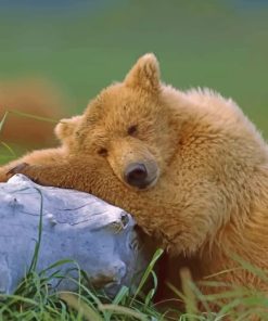 Bear Sleeping On A Tree paint by numbers