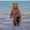 Bear Standing In Water painting by numbers
