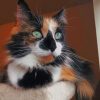 Calico Cat with green eyes painting by numbers
