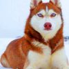 Red Husky painting by numbers