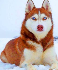 Red Husky painting by numbers